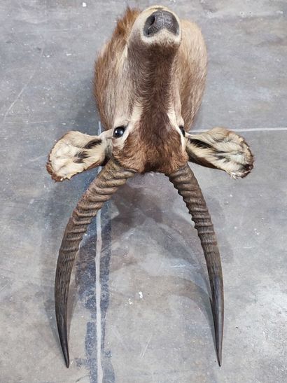 Cobe à croissant (Kobus ellipsyprimnus) (CH)...