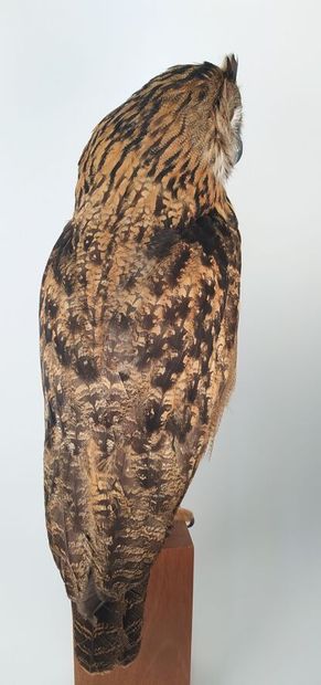 Hibou grand-duc d'Europe (II/A-CE) bagué...
