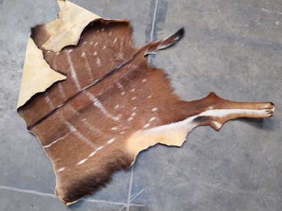 A set comprising various skins of Bovidae...
