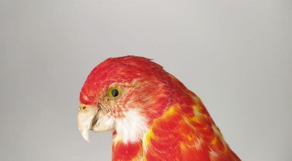 Perruche omnicolore (Platycercus eximius)...