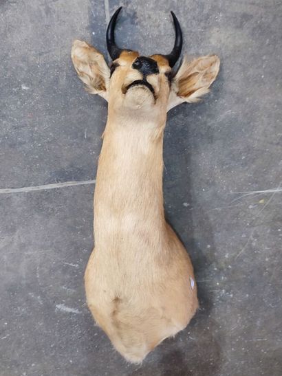 Reedbuck or Common Redunca (Redunca redunca)...