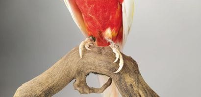 Perruche omnicolore (Platycercus eximius)...