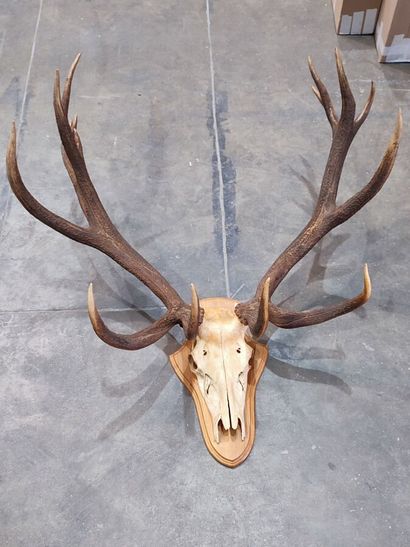 Red deer (Cervus elaphus) (CH): 
Very fine...
