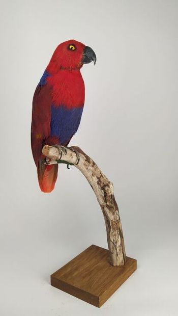 Perroquet grand eclectus (Eclectus roratus)...