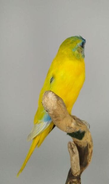 Perruche turquoisine (Neophema pulchella)...