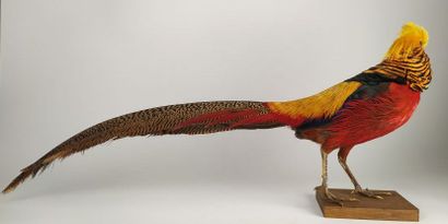 Faisan doré (Chrysolophus pictus) (D) : 
Beau...