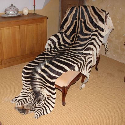 Burchell's zebra (Equus burchelli) (CH):
Beautiful...