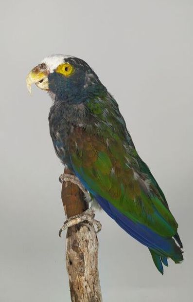 Pione à couronne blanche (Pionus senilis)...