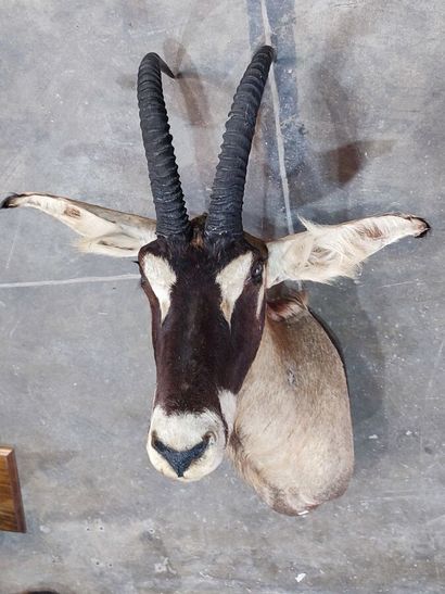 Hippotrague rouan de l'Ouest (Hippotragus...