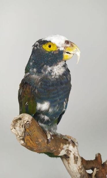 Pione à couronne blanche (Pionus senilis)...