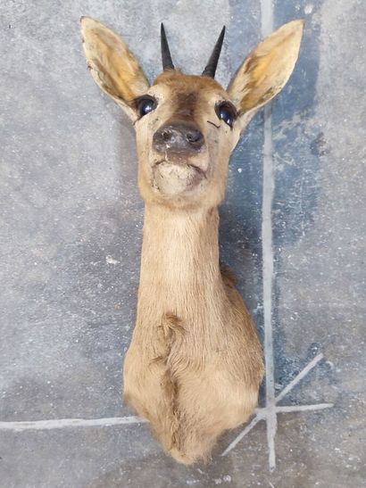 Southern Grimm's duiker (Sylvicapra grimmia...