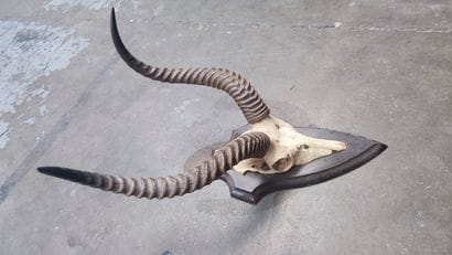 Antelope massacre mounted on escutcheon