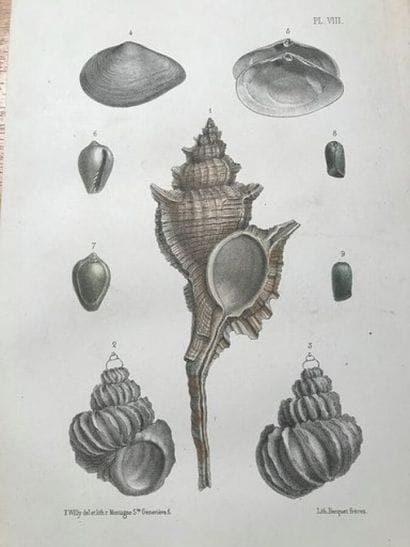 [CONCHYLIOLOGIE] Journal of Conchyliology....