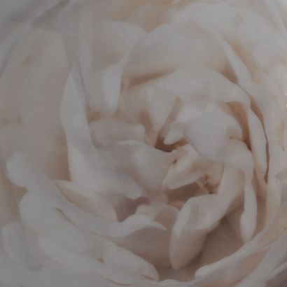 Sandrine and Riccardo BARILLA (contemporary)
Rose...