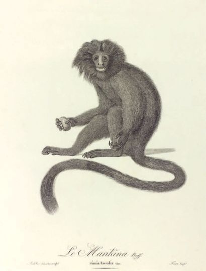 AUDEBERT Jean-Baptiste
Histoire naturelle...