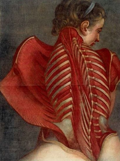 GAUTIER-DAGOTY Jacques-Fabien
Myologie complète...