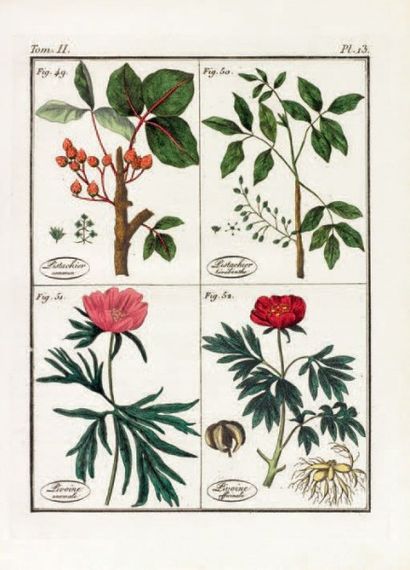 ROQUES Joseph
Plantes usuelles, indigènes...