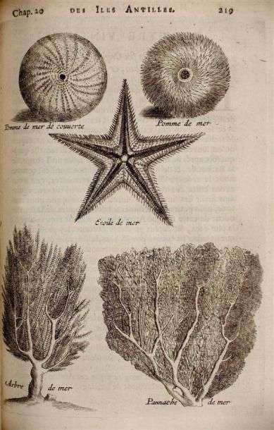 ANTILLES. ROCHEFORT, Charles de (1605-1683)...