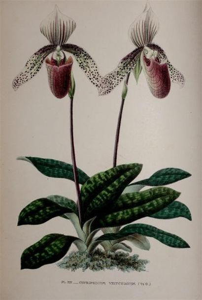 DE PUYDT E. : Les Orchidées. Histoire iconographique....