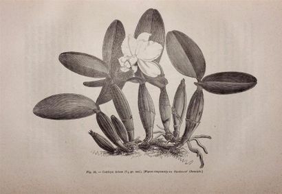 DE PUYDT E. : Les Orchidées. Histoire iconographique....