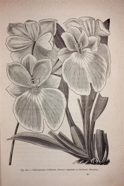 DE PUYDT E. : Les Orchidées. Histoire iconographique....