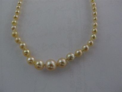 Collier de cent-onze perles de culture ou...