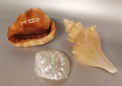 Un ensemble de différents coquillages exotiques...