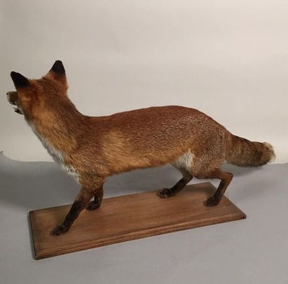 Renard roux (Vulpes vulpes) (CH) : spécimen...