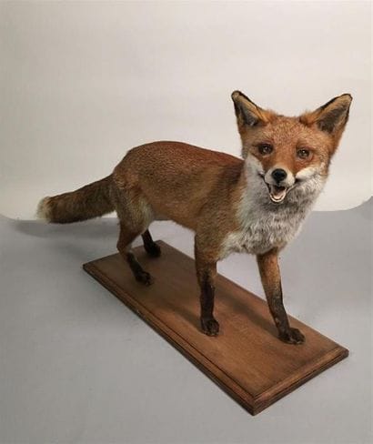 Renard roux (Vulpes vulpes) (CH) : spécimen...