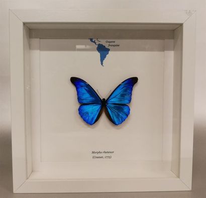 Lépidoptère Morpho (Morpho rhetenor) (NR)...