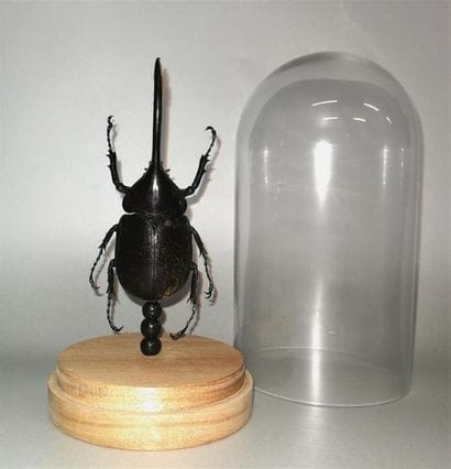 1 spécimen de Coléoptère exotique (Megasoma...