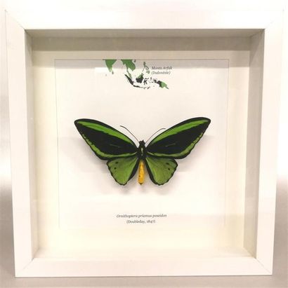Lépidoptère exotique (Ornithoptera priamus...