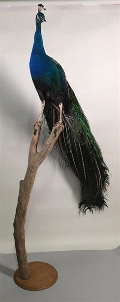 Paon bleu (Pavo cristatus) (III/C) : magnifique...