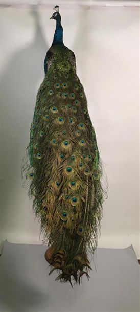 Paon bleu (Pavo cristatus) (III/C) : magnifique...