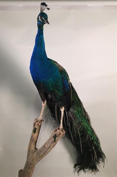 Paon bleu (Pavo cristatus) (III/C) : magnifique...