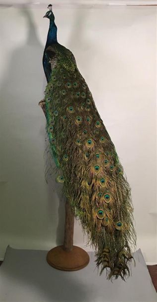 Paon bleu (Pavo cristatus) (III/C) : magnifique...