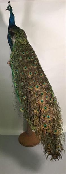 Paon bleu (Pavo cristatus) (III/C) : magnifique...
