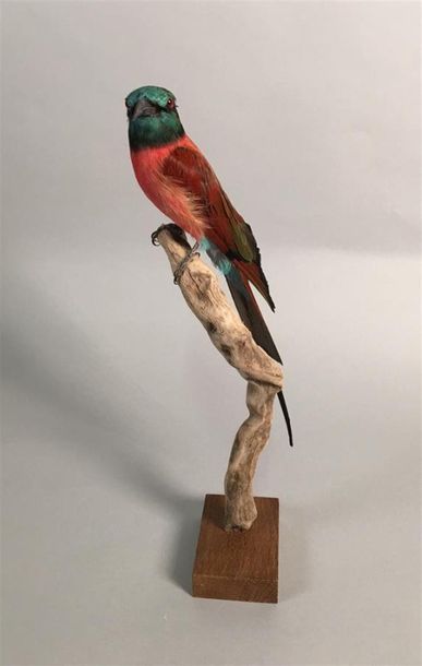 Guêpier écarlate (Merops nubicus) (NR) :...