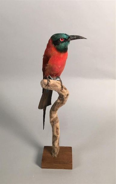 Guêpier écarlate (Merops nubicus) (NR) :...