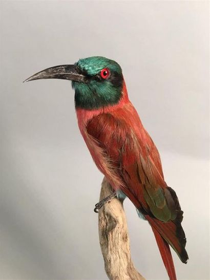 Guêpier écarlate (Merops nubicus) (NR) :...