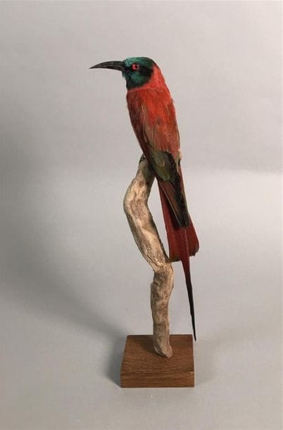 Guêpier écarlate (Merops nubicus) (NR) :...
