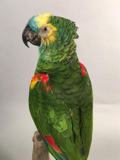 Amazone à front bleu (Amazona aestiva) (II/B)...