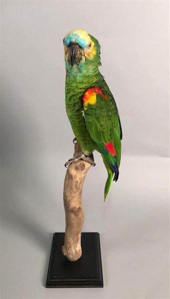 Amazone à front bleu (Amazona aestiva) (II/B)...