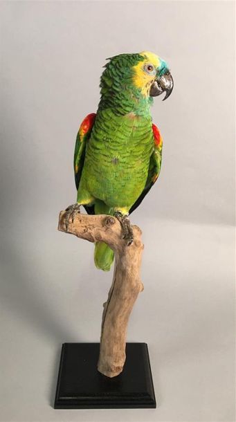 Amazone à front bleu (Amazona aestiva) (II/B)...