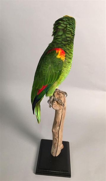 Amazone à front bleu (Amazona aestiva) (II/B)...