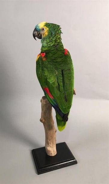 Amazone à front bleu (Amazona aestiva) (II/B)...