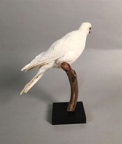 Colombe blanche (Streptopelia domestica)...