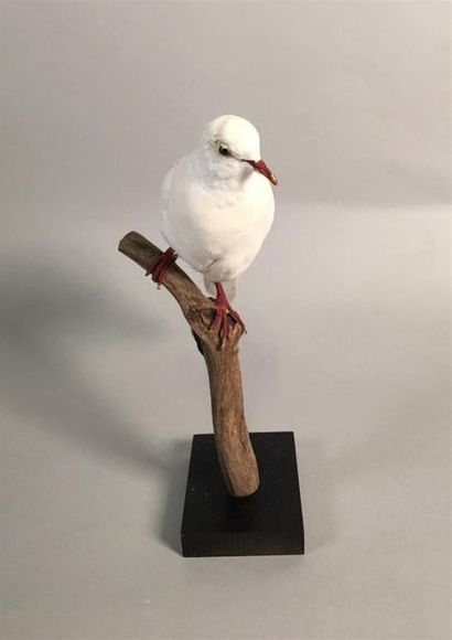 Colombe blanche (Streptopelia domestica)...