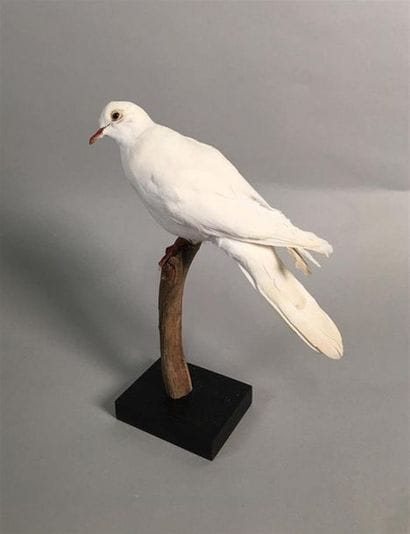 Colombe blanche (Streptopelia domestica)...