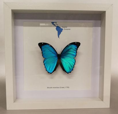Lépidoptère Morpho (Morpho menelaus) (NR)...